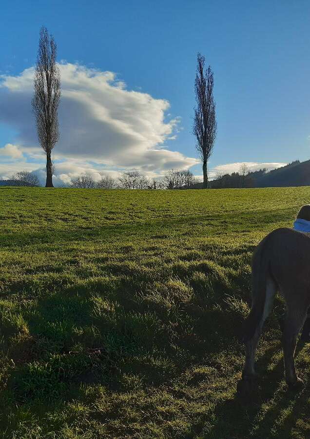 Promenade avec les ânes Marius et Jasmal
