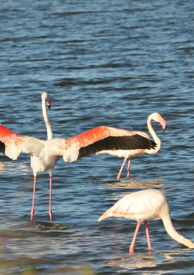 Bird watching in Vieux Salins with the LPO