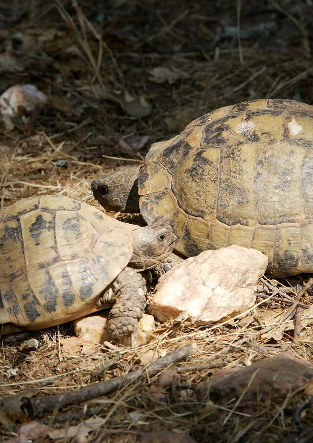 Meeting Point : The reptiles of Cap Lardier