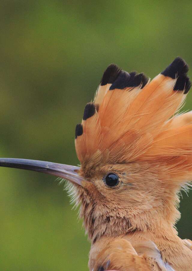Point rencontre : Découverte des oiseaux des îles (Porquerolles)