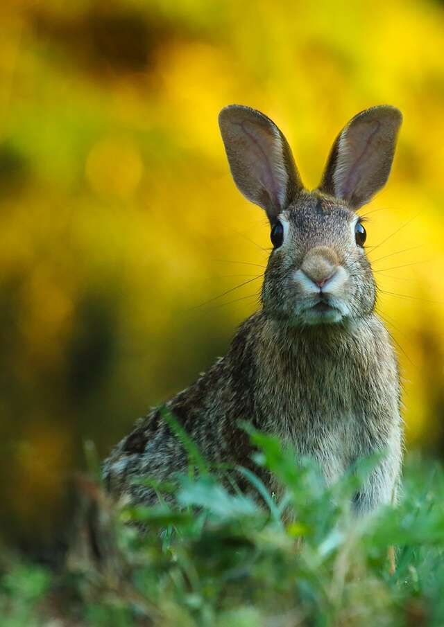 Mystères et croyances sur les animaux de la forêt