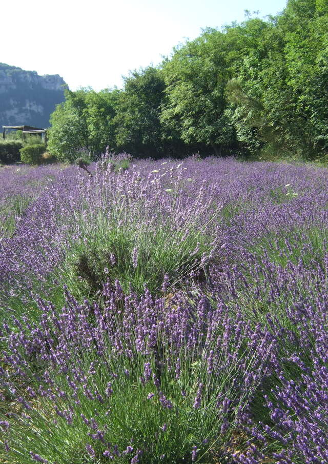 Campi di Lavanda della Source Parfumée