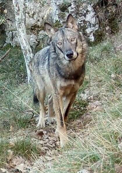 Balade pédestre Sur les traces des loups à La Londe