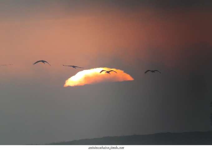 Stage et atelier "Photo et Ornitho"