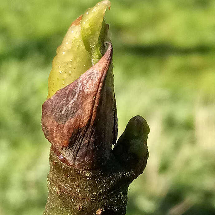 Atelier d'initiation à la gemmothérapie