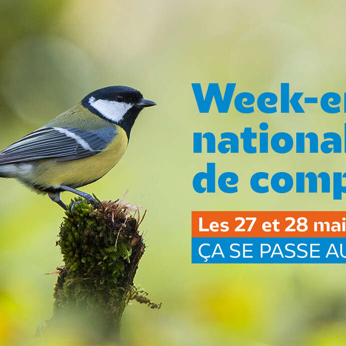 Comptage des oiseaux des jardins