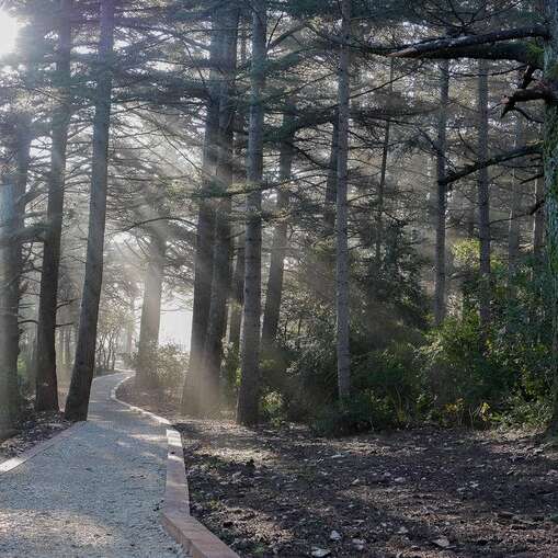 Chemin des cèdres