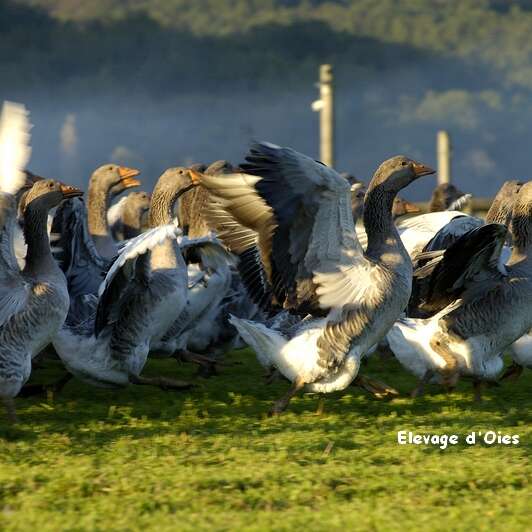 Elevage d'oies des Granges