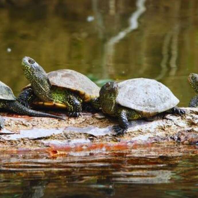 Printemps de la biodiversité - A la rencontre des cistudes et autres reptiles