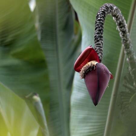 Printemps de la biodiversité - Incroyables plantes !