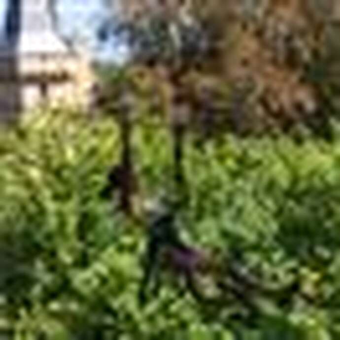 Parcours aventure - Préhistobranche