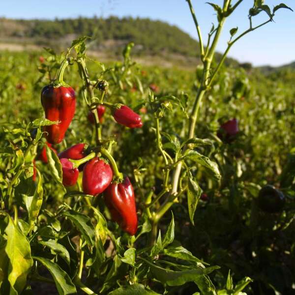 Savoir-faire au rendez-vous : Piments et moutardes du Périgord