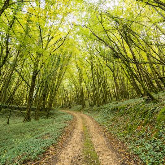 Causerie d'ici - Forêt vallée Vézère, à la croisée des chemins