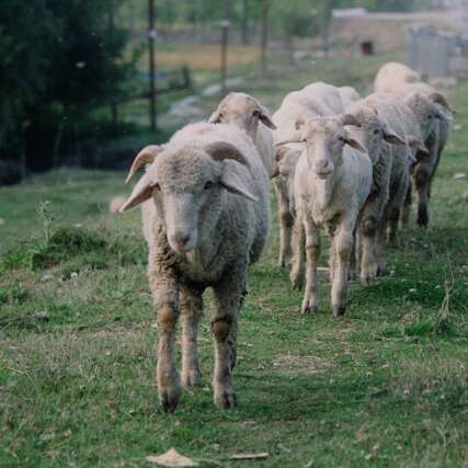 Fête de la transhumance