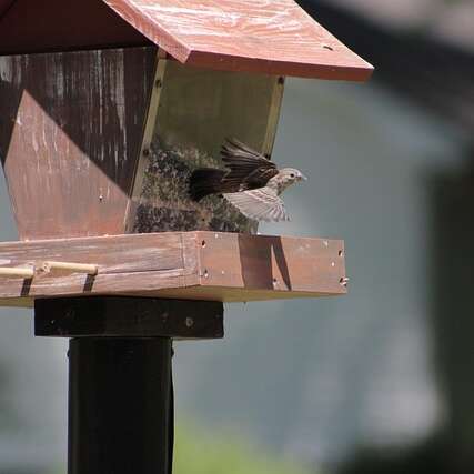 Venez construire vos nichoirs et mangeoires pour les oiseaux