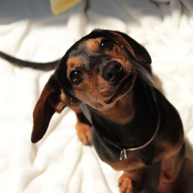 Concours de beauté et de gentillesse de nos animaux de compagnie