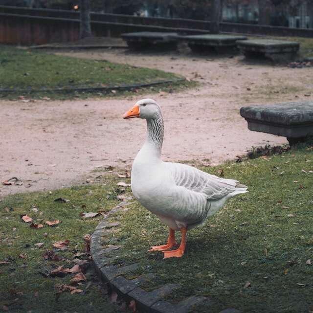 Journée du Patrimoine et du foie gras