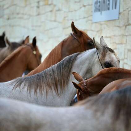 Concours endurance équestre
