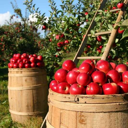 A la rencontre des "croqueurs de pommes de la Corrèze"
