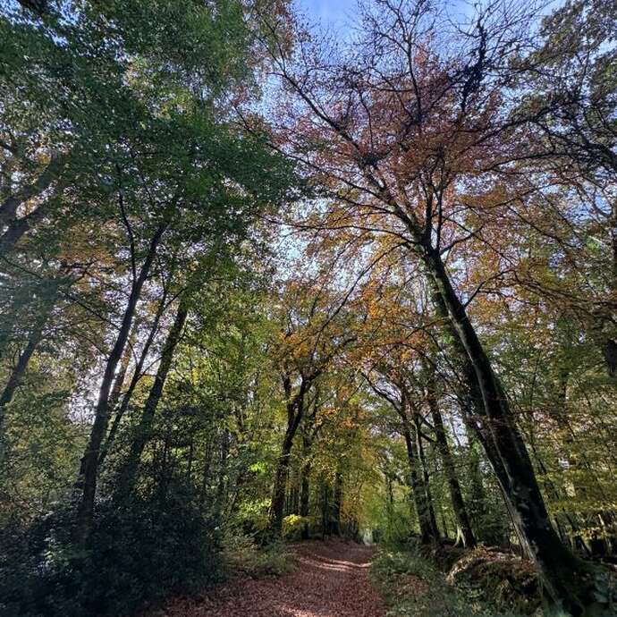 Printemps de la biodiversité - Balade botanique et initiation à la reliance végétale