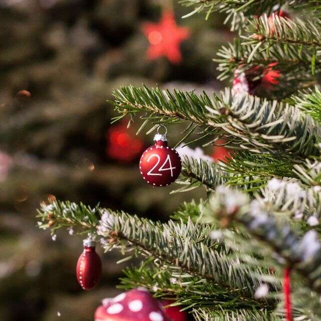 Venez décorer le sapin de noël