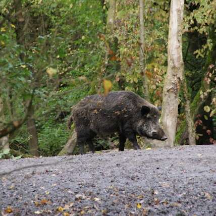 Repas de chasse