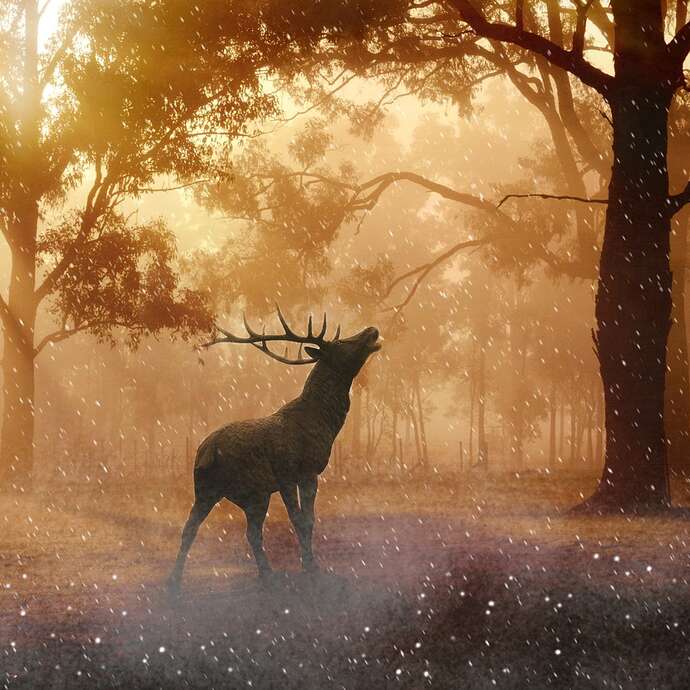 Soirée brame du cerf Soirée brame du cerf