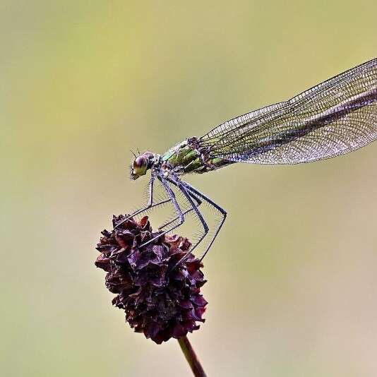 Printemps de la biodiversité - Fascinantes libellules