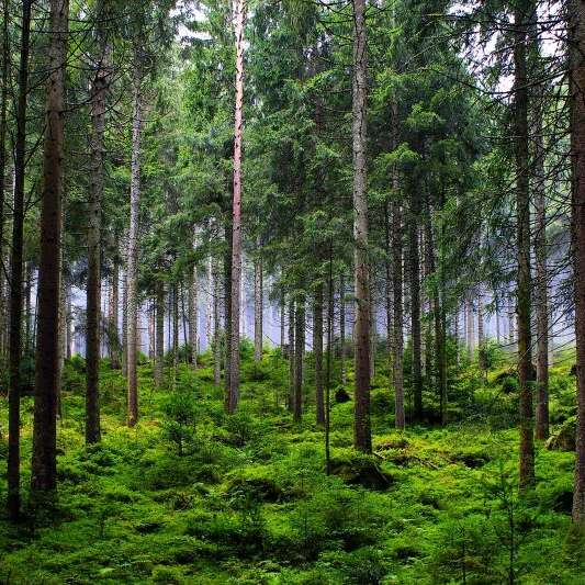 La forêt tient salon