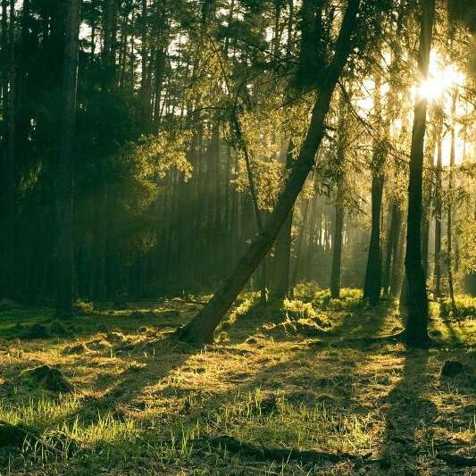 Printemps de la biodiversité - Promenons-nous dans les bois