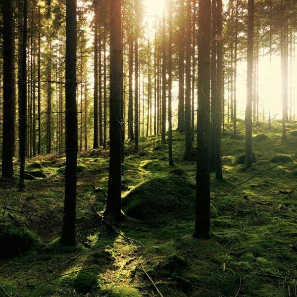Journée bien-être nature et détente
