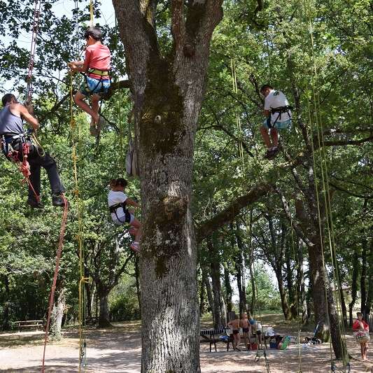 Été actif : Grimpe d'arbres