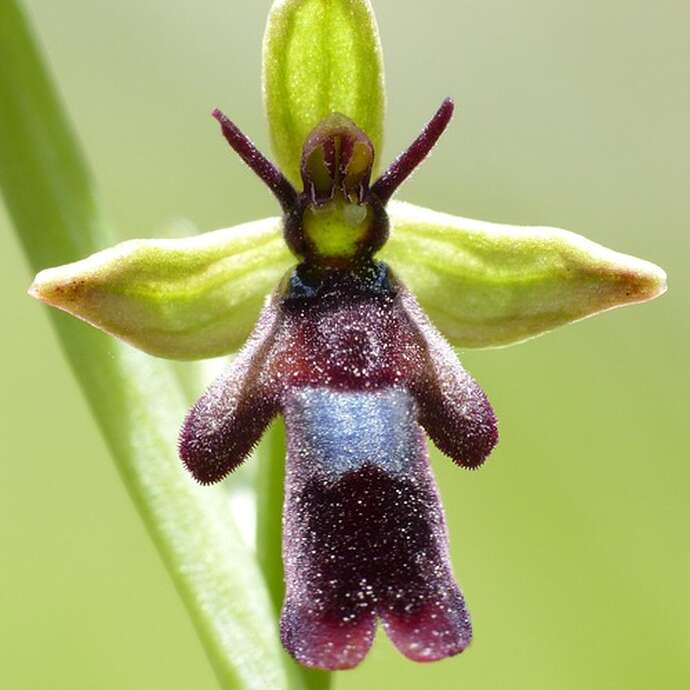 Balade botanique :découvrir les orchidées