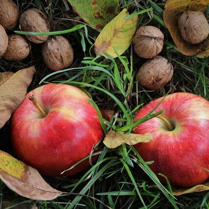 Les saveurs de l'Automne