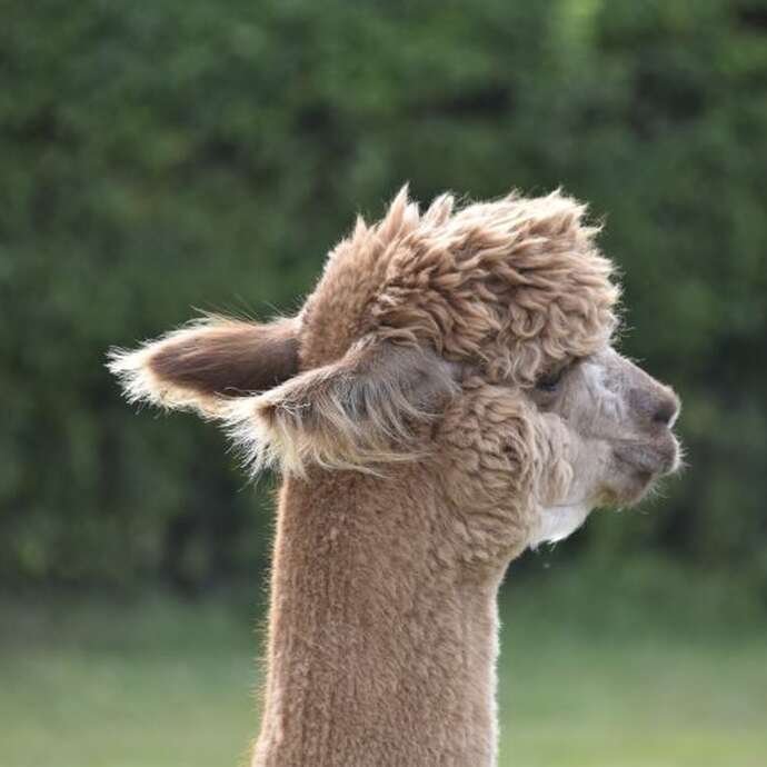 Printemps à la ferme - La Fermette du Pérougord