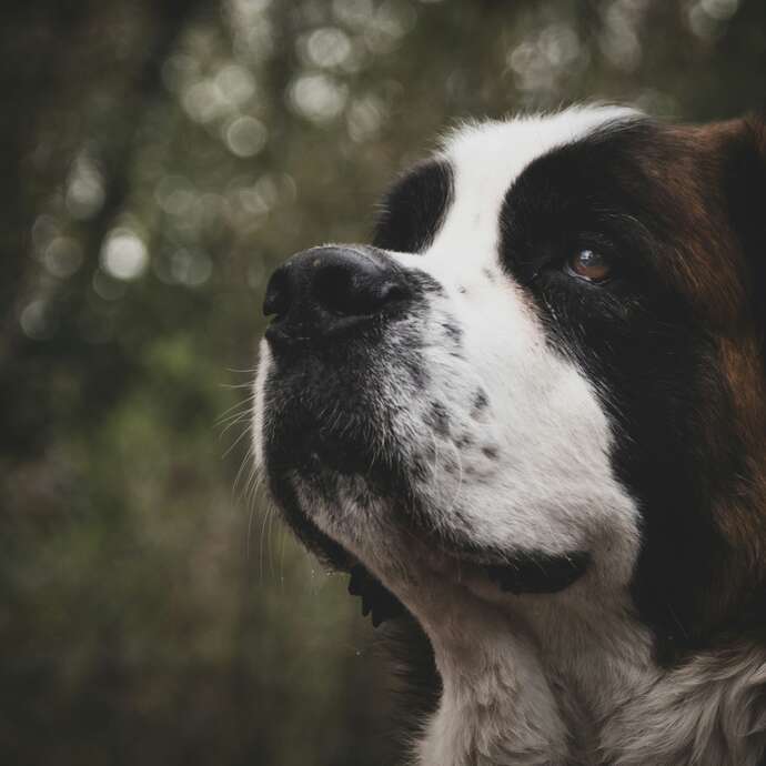 Le Syndrome du Saint Bernard