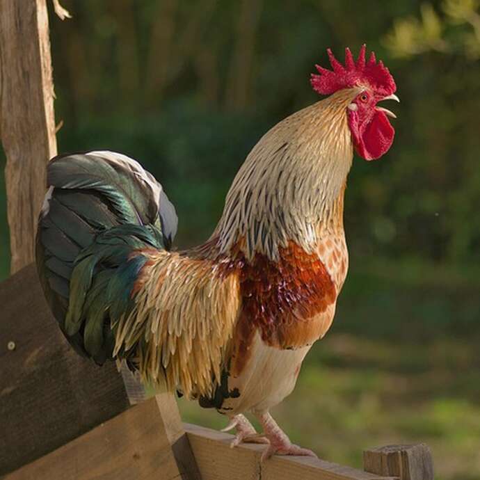 Cinéma à Villefranche:Cocorico 2