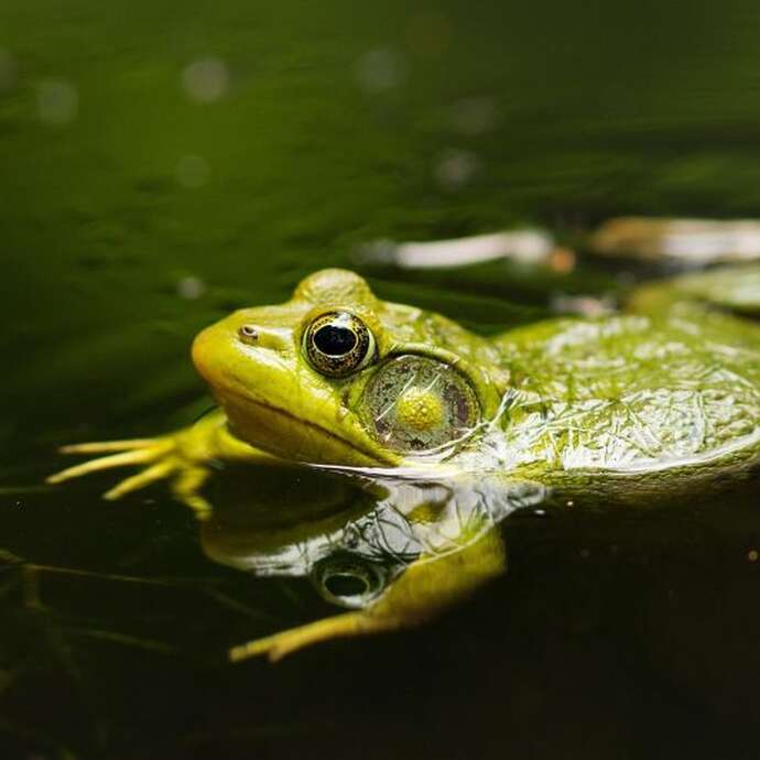 Printemps de la biodiversité - Sortie nocturne à la rencontre des amphibiens