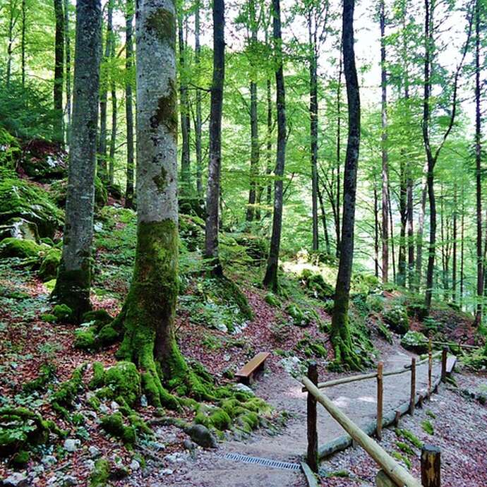 Balade Littéraire en Forêt