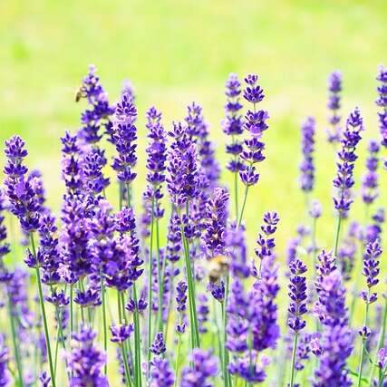Terre en vert : Troc de plantes