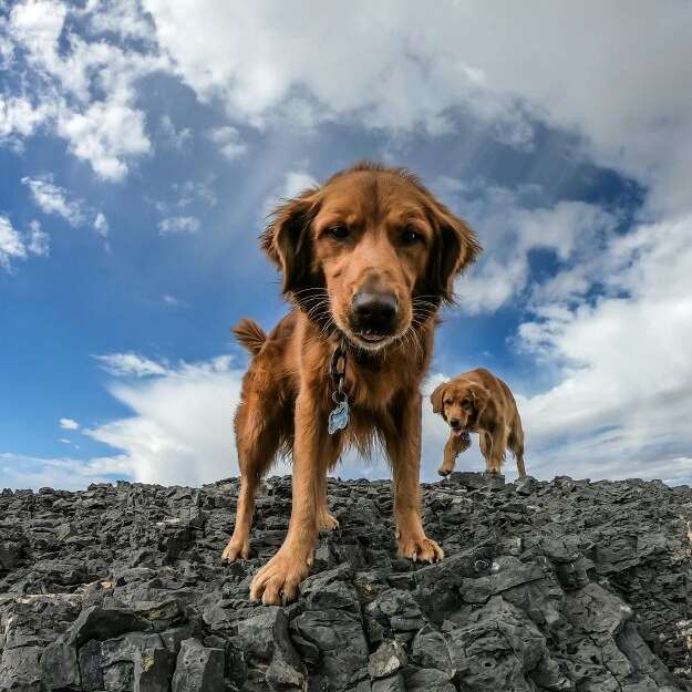 Exposition de chiens de sauvetage