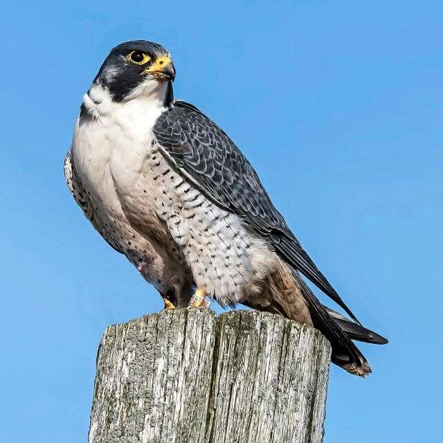 Printemps de la biodiversité - A la rencontre du faucon pèlerin
