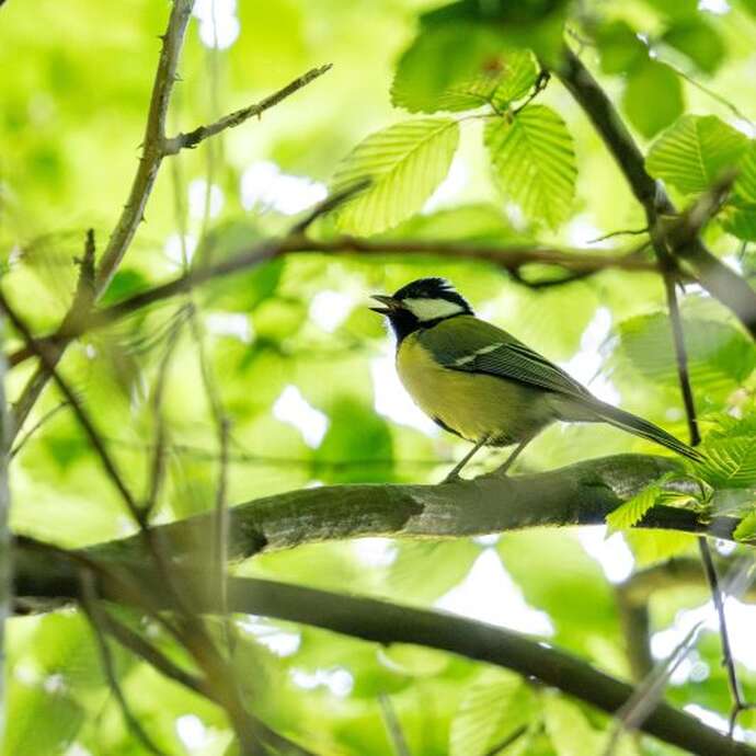 Été actif - Les oiseaux de la forêt et leurs chants.