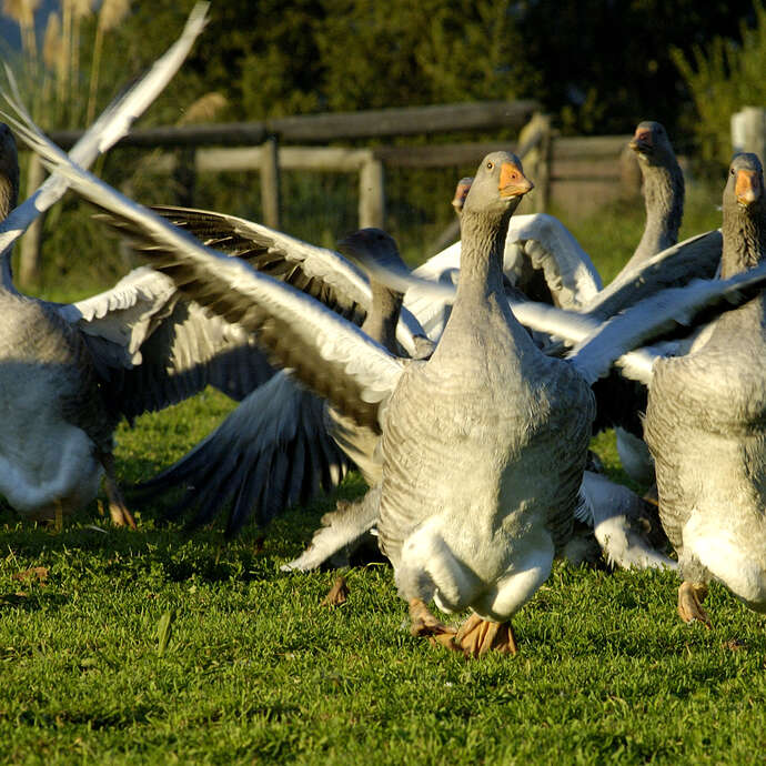 Elevage d'oies des Granges