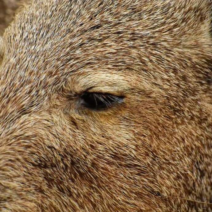 Sanglier à la broche