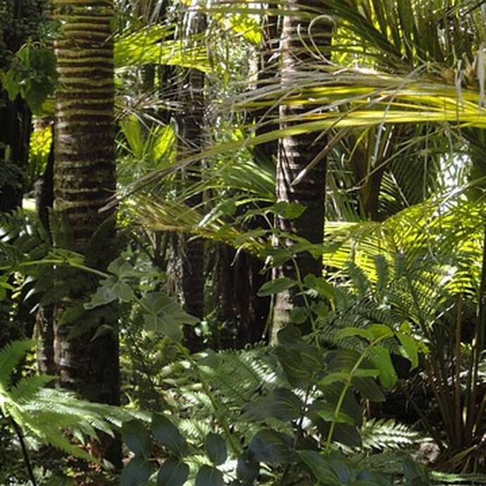 Nuits des Forêts : "Forêts d'ici et d'ailleurs"