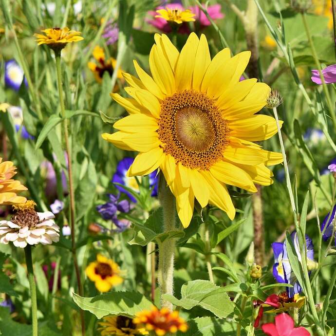 Foire au jardin