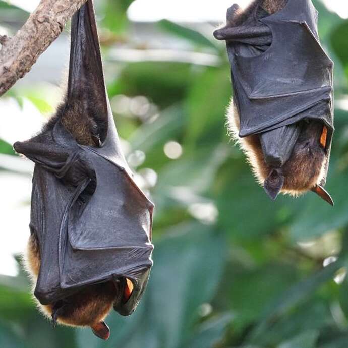 A la rencontre des reines de la nuit