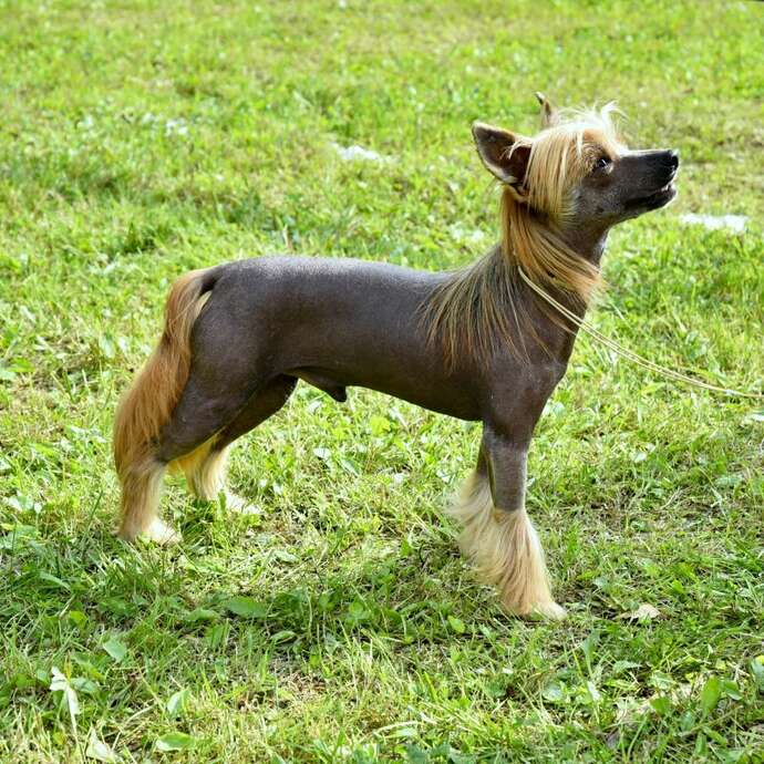 Représentation canine - le brio des savoirs Représentation canine - le brio des savoirs