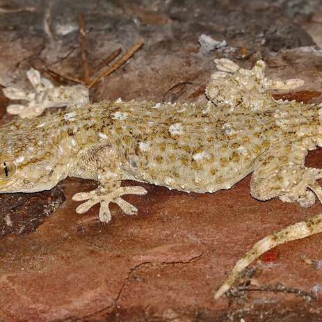 Terre en Vert  : sortie découverte de la Tarente de Maurétanie